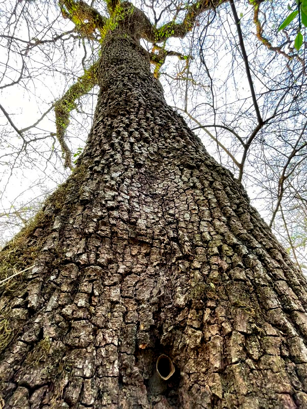 The valuable natural treasure protected by El Morado.